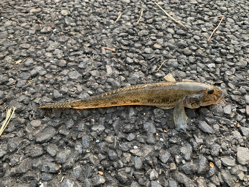 マハゼの釣果