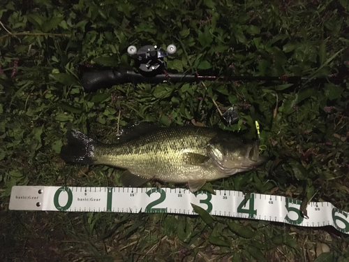 ブラックバスの釣果