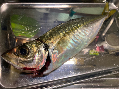 マアジの釣果