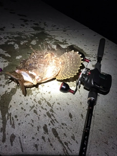 トウベツカジカの釣果