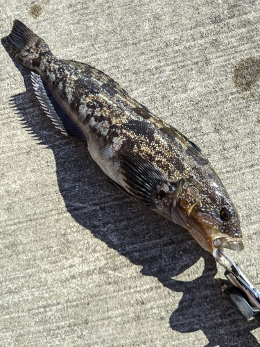 アイナメの釣果