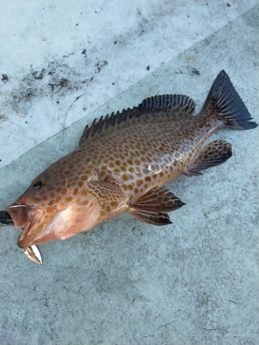 オオモンハタの釣果