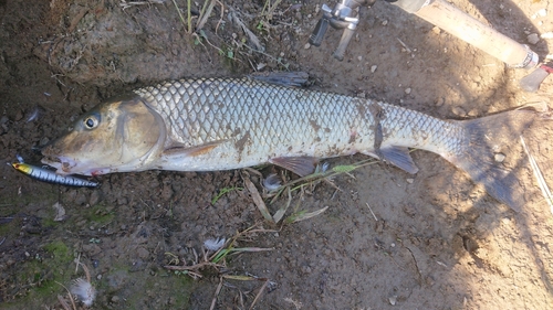 ニゴイの釣果