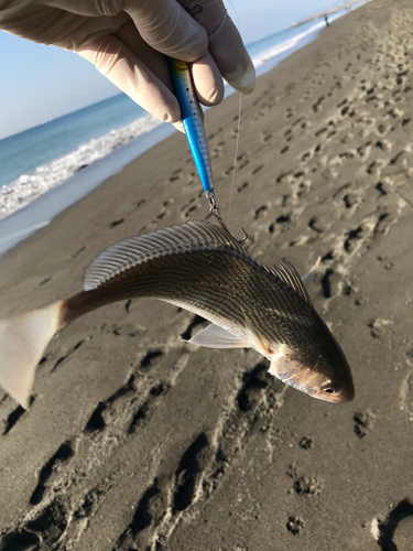 イシモチの釣果