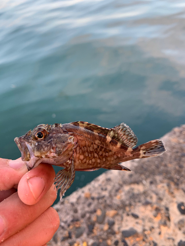 カサゴの釣果