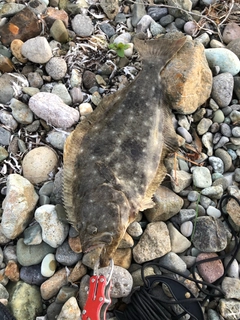 ヒラメの釣果
