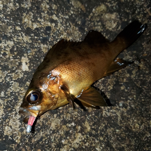 メバルの釣果