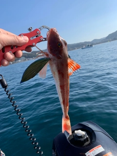 ホウボウの釣果