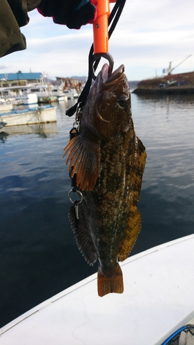 アイナメの釣果