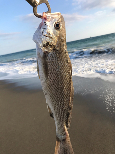 イシモチの釣果