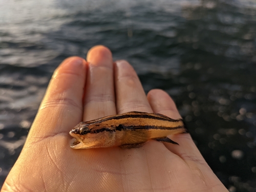 シマハゼの釣果