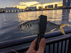 コノシロの釣果