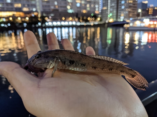 マハゼの釣果