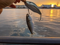 コノシロの釣果