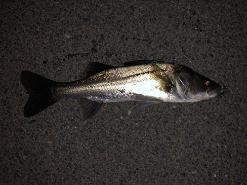 フッコ（マルスズキ）の釣果