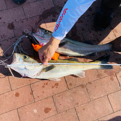 シーバスの釣果