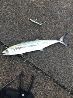 サゴシの釣果
