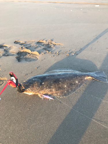 ヒラメの釣果