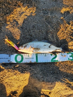 イシモチの釣果