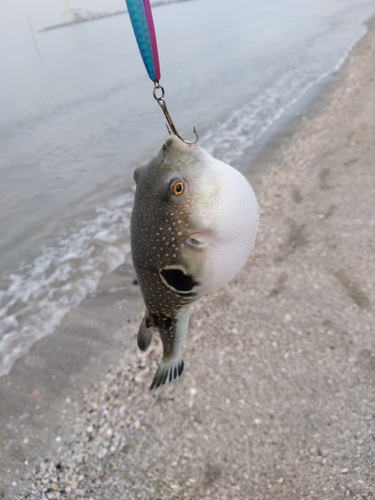 フグの釣果