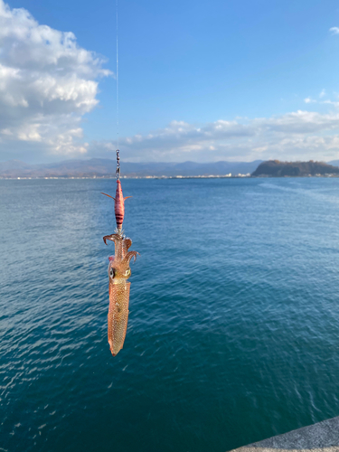 ヒイカの釣果