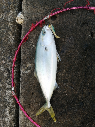 ワカナゴの釣果