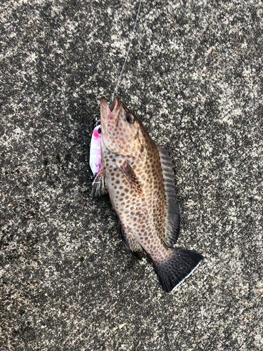 オオモンハタの釣果