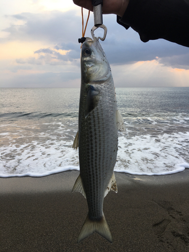 ボラの釣果