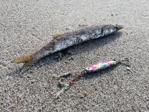 アカカマスの釣果