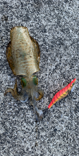 アオリイカの釣果