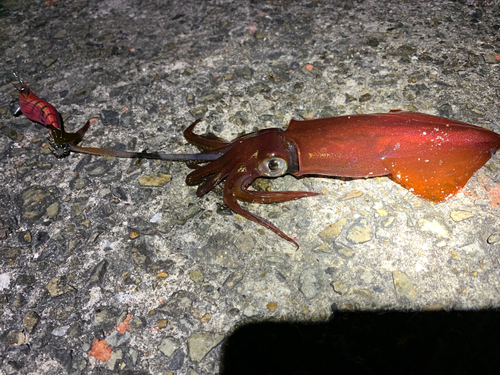 ケンサキイカの釣果