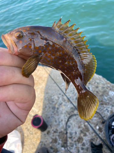 キジハタの釣果