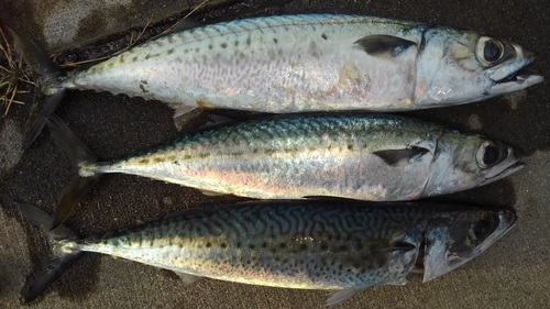 サバの釣果