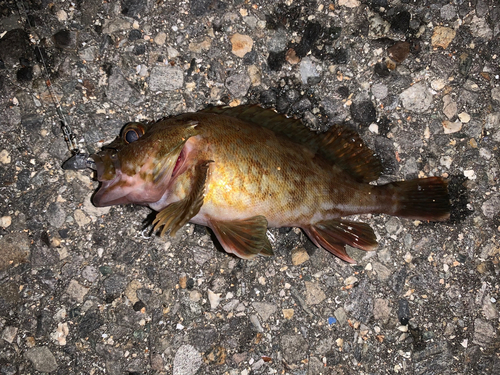 カサゴの釣果