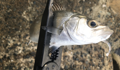 セイゴ（マルスズキ）の釣果