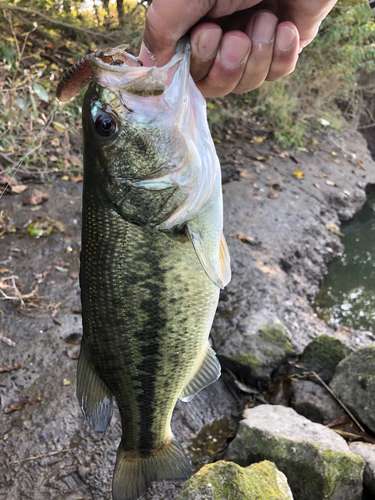 ラージマウスバスの釣果