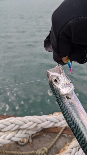 サバの釣果