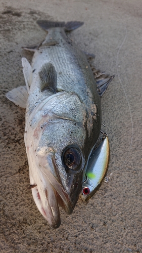 シーバスの釣果