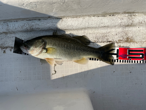 ブラックバスの釣果