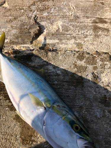 イナダの釣果