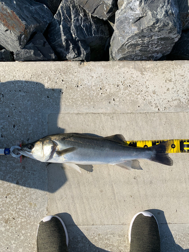 フッコ（ヒラスズキ）の釣果