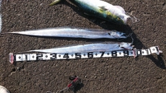 タチウオの釣果