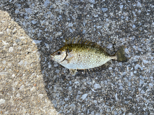 アイゴの釣果