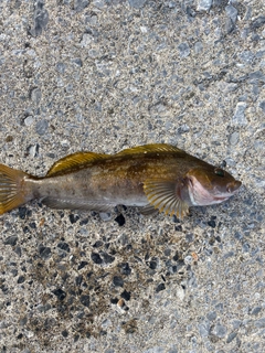 アイナメの釣果