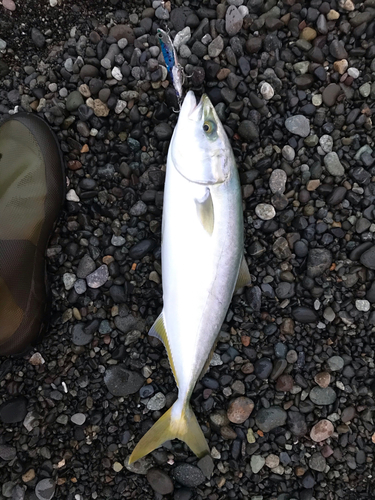 イナダの釣果