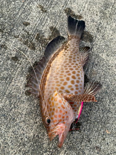 ハタの釣果