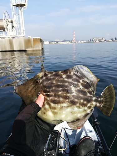 カワハギの釣果