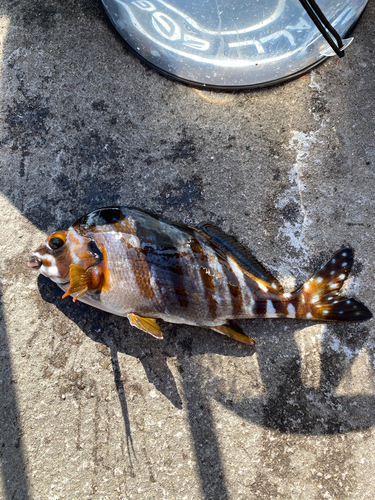 タカノハダイの釣果