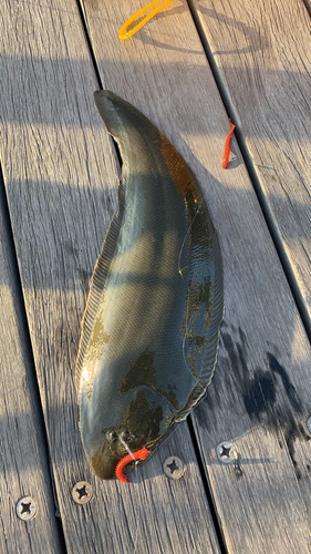 シタビラメの釣果