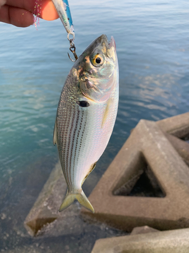 コノシロの釣果